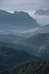 Scenic view of forest against sky