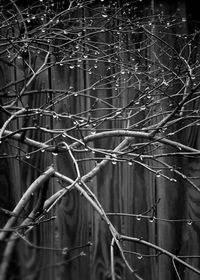 Low angle view of spider web on tree