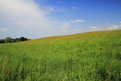 Scenic view of grassy field against sky