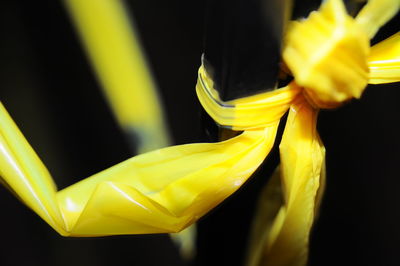 Close-up of yellow flower over black background