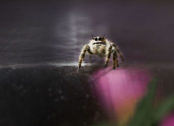 Close-up of spider