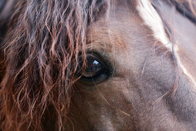 Close-up of a dog