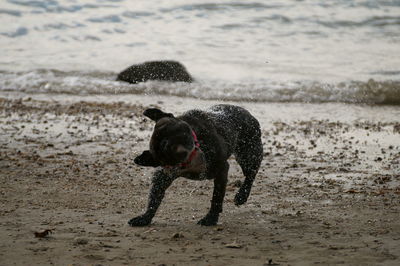 Dog on beach