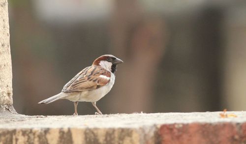 Close-up of bird perching on retaining wall