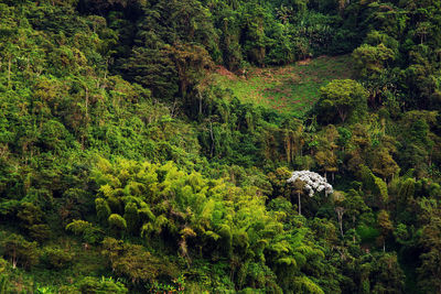 Scenic view of forest