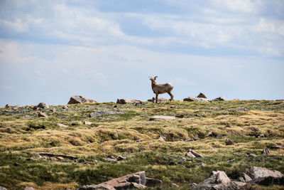 View of mountain goat against sky in alpine landscape in colorado.