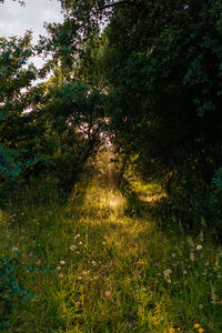 Trees and plants on field in forest