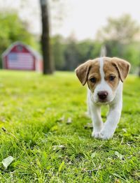 Portrait of dog on field