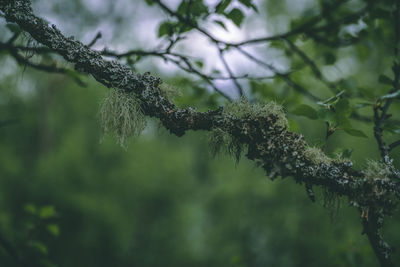 Low angle view of a tree