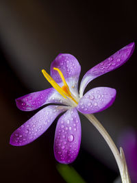 Close-up of wet purple crocus flower against black background