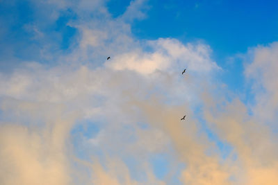 Low angle view of birds flying in sky