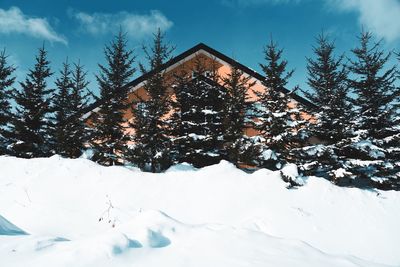 Snow covered pine trees against sky during winter