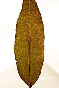 Close-up of leaf against white background