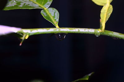 Close-up of leaves on twig