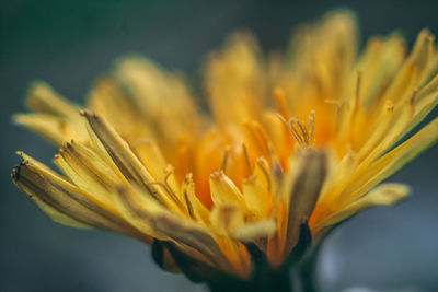 Close-up of yellow flowering plant