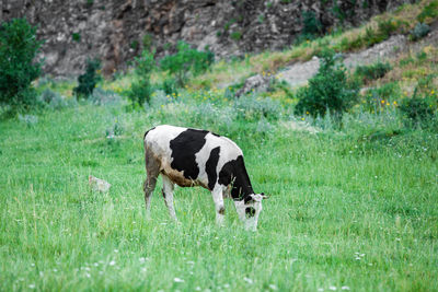 Cows in a field