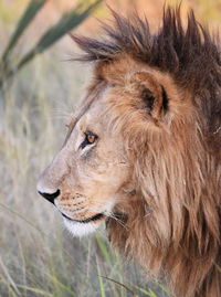 Close-up of a cat looking away