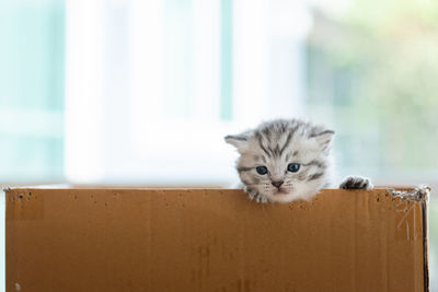 Close up of little poor kitten in paper box waiting for someone .