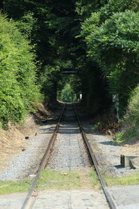 Railroad tracks amidst trees