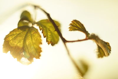 Close-up of plant