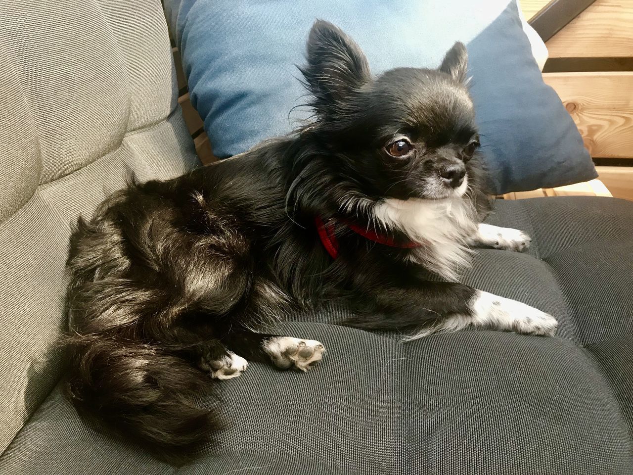 HIGH ANGLE VIEW OF DOG RELAXING ON SOFA