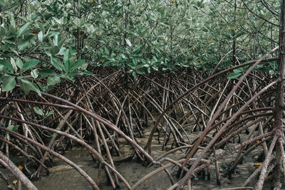 High angle view of trees growing in forest