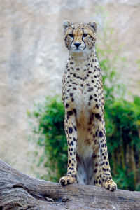 Cheetah sitting on tree