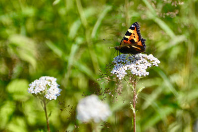 Close-up of butterfly pollinating on flower