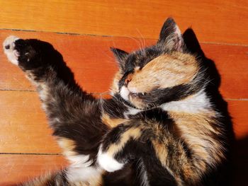 High angle view of cat sleeping