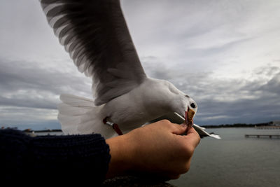 Cropped hand feeding seagull at beach against sky