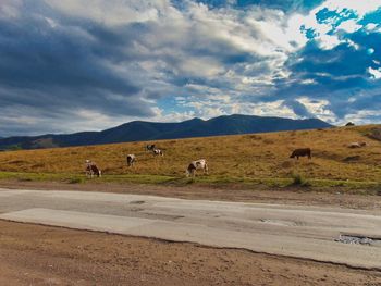 View of sheep on road