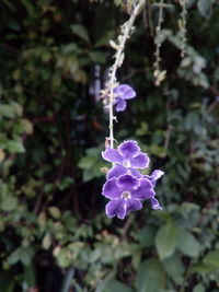 Close-up of purple flowering plant