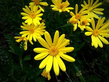 Close-up of yellow flowers blooming outdoors