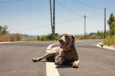Dog on road against clear sky