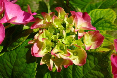 Close-up of pink flower