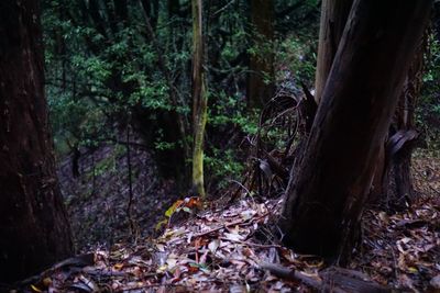 View of trees in forest