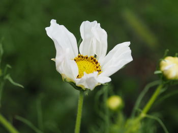 Close-up of white flower