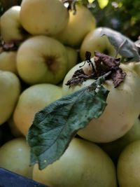 Close-up of fruits for sale at market stall