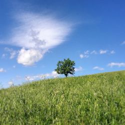 Scenic view of agricultural field against sky