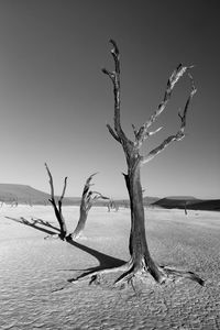 Bare tree on sand dune against clear sky