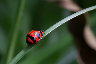 Close-up of ladybug on leaf