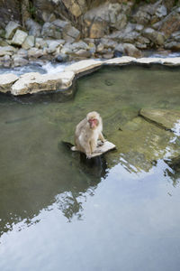 Monkey in lake