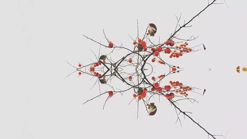 Low angle view of tree against clear sky