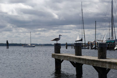 Seagulls perching on wooden post in sea