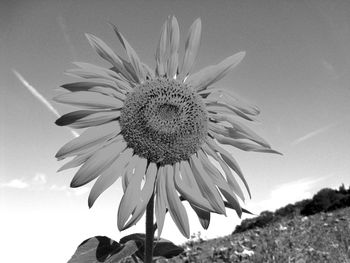 Close-up of sunflower against sky