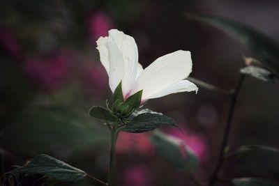 Close-up of pink flower growing on plant