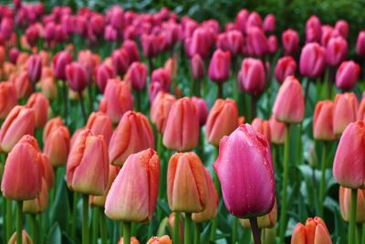 Close-up of colorful tulips