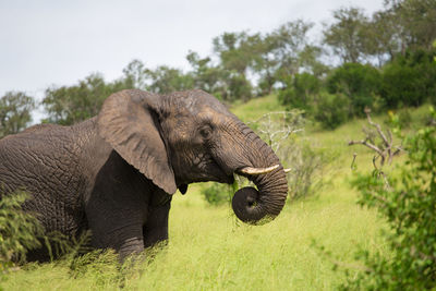 Close-up of elephant on field