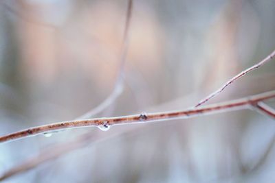 Close-up of twigs