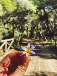 Close-up of hand holding purple flower